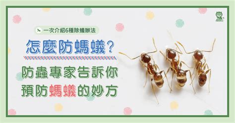 廁所有蟻|怎麼防螞蟻？螞蟻大軍怕什麼？居家螞蟻防治專家告訴。